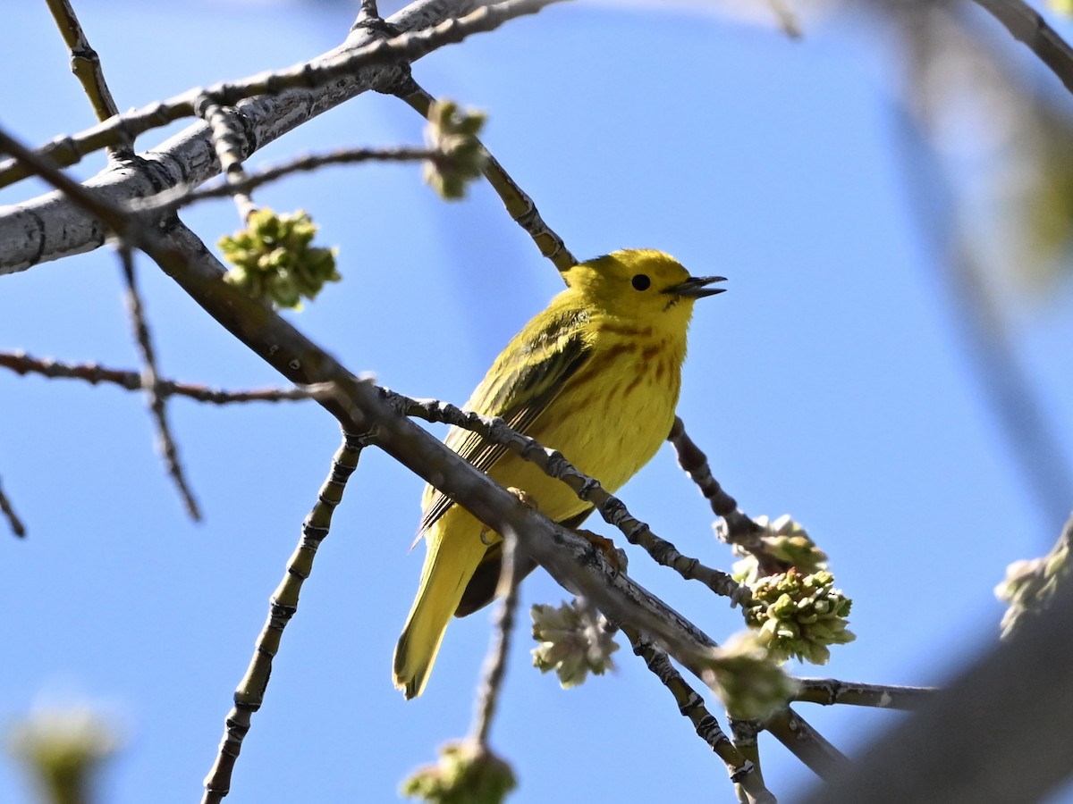 Yellow Warbler - ML634055196
