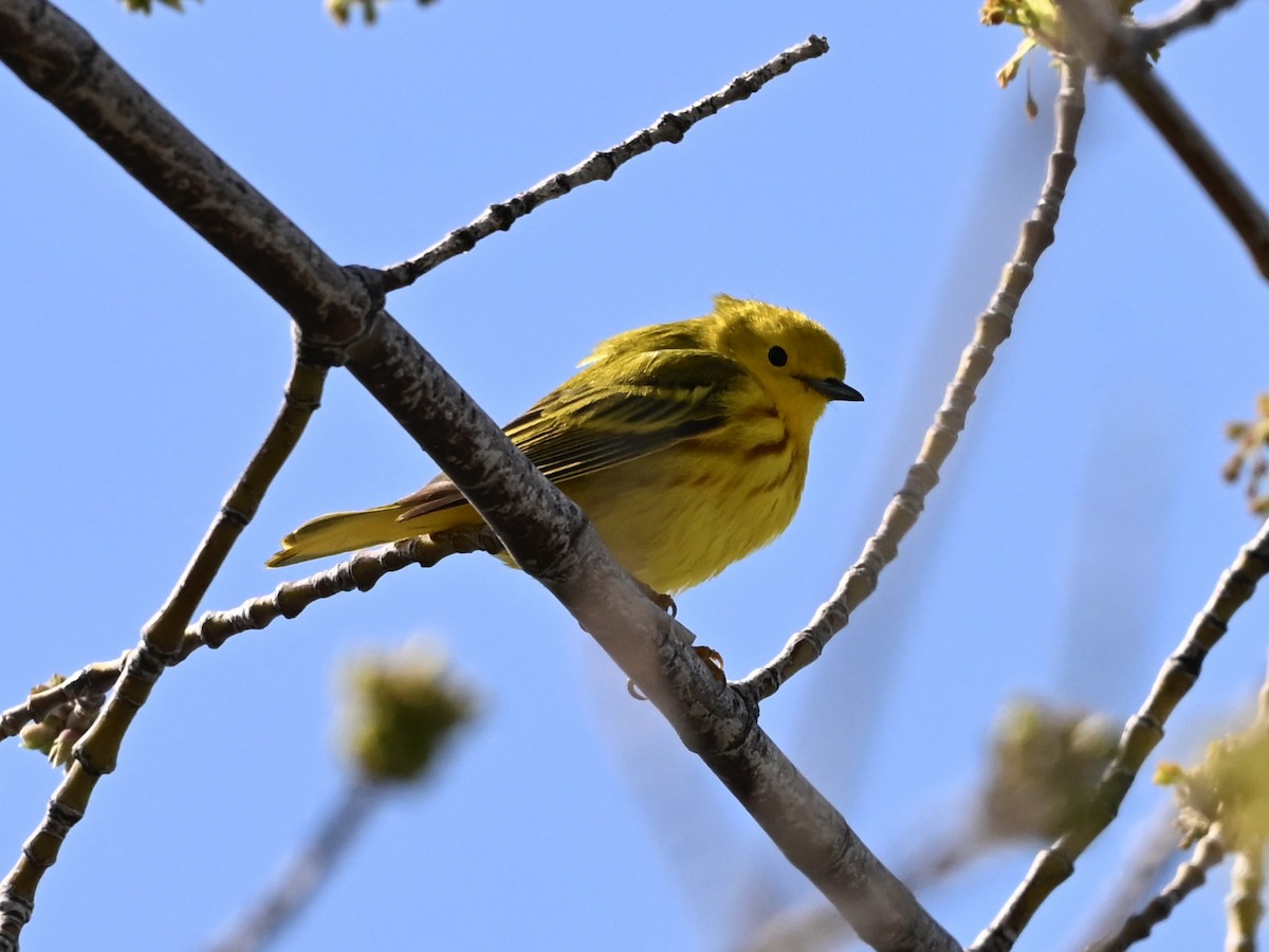 Yellow Warbler - ML634055198