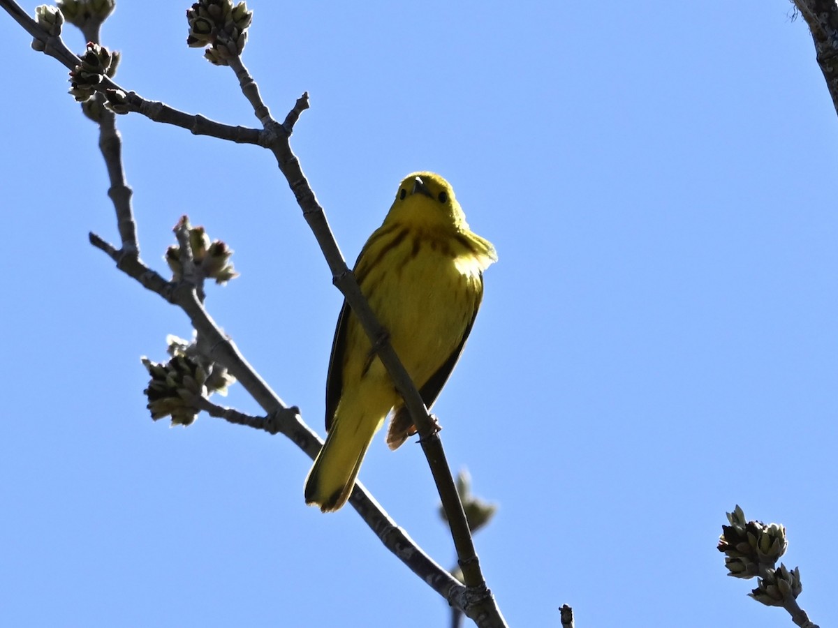 Yellow Warbler - ML634055199