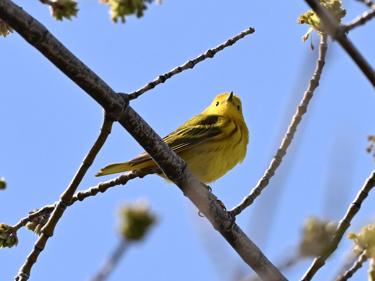 Yellow Warbler - ML634055200