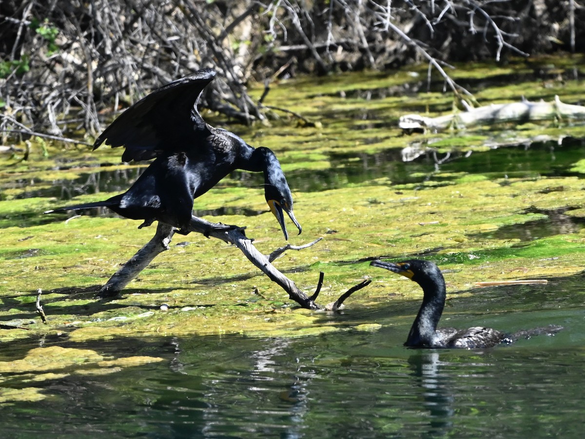 Double-crested Cormorant - ML634055431