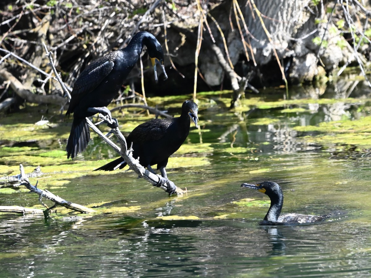 Double-crested Cormorant - ML634055432