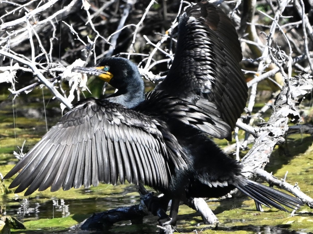 Double-crested Cormorant - ML634055434