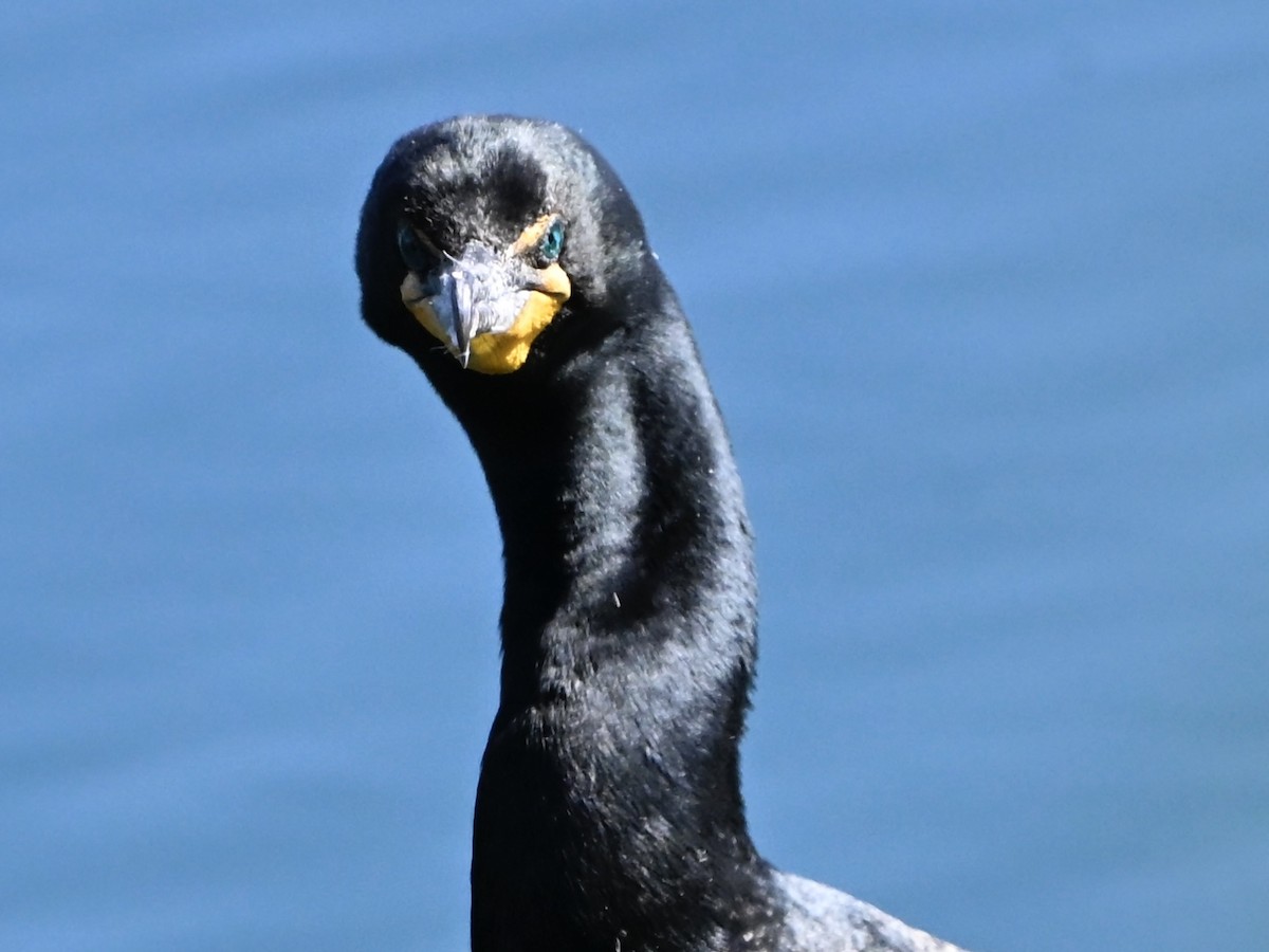 Double-crested Cormorant - ML634055435