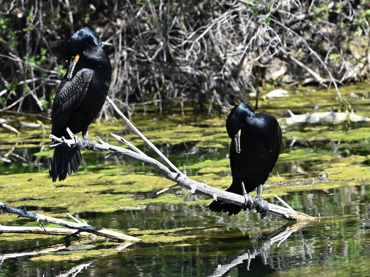 Double-crested Cormorant - ML634055436