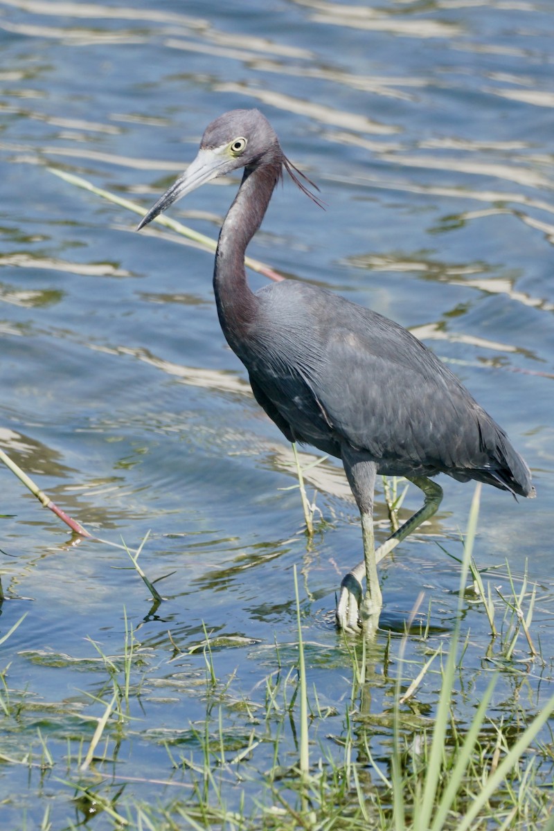 Little Blue Heron - ML634055528