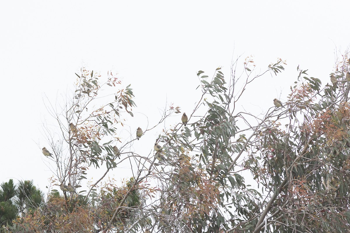 Cedar Waxwing - ML634055537