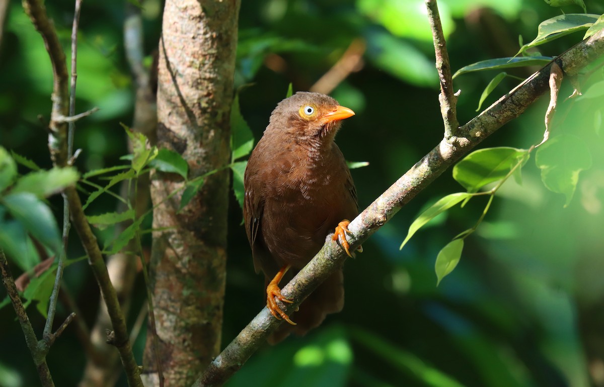 Orange-billed Babbler - ML634055578