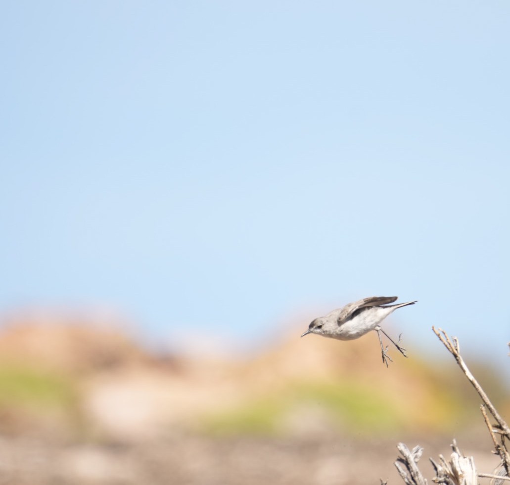 Black-fronted Ground-Tyrant - ML634055601