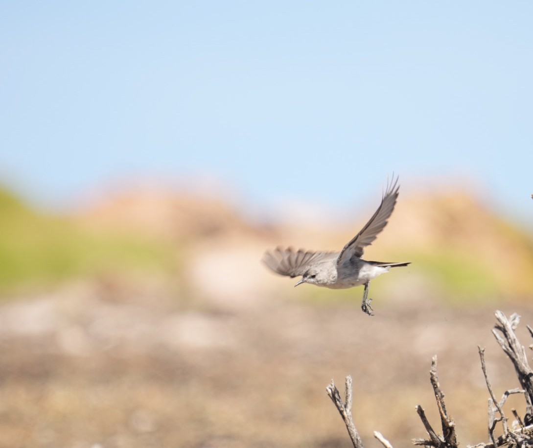 Black-fronted Ground-Tyrant - ML634055602