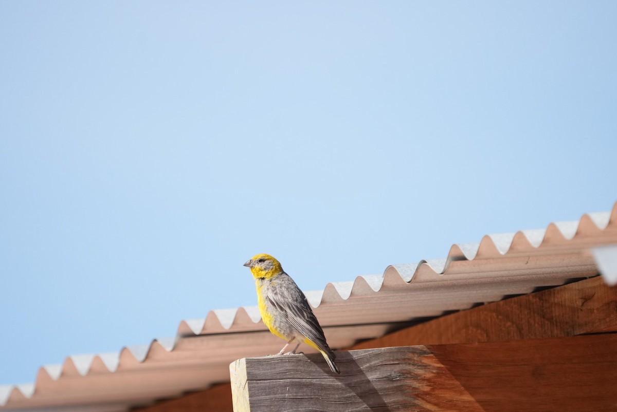 Bright-rumped Yellow-Finch - ML634055631
