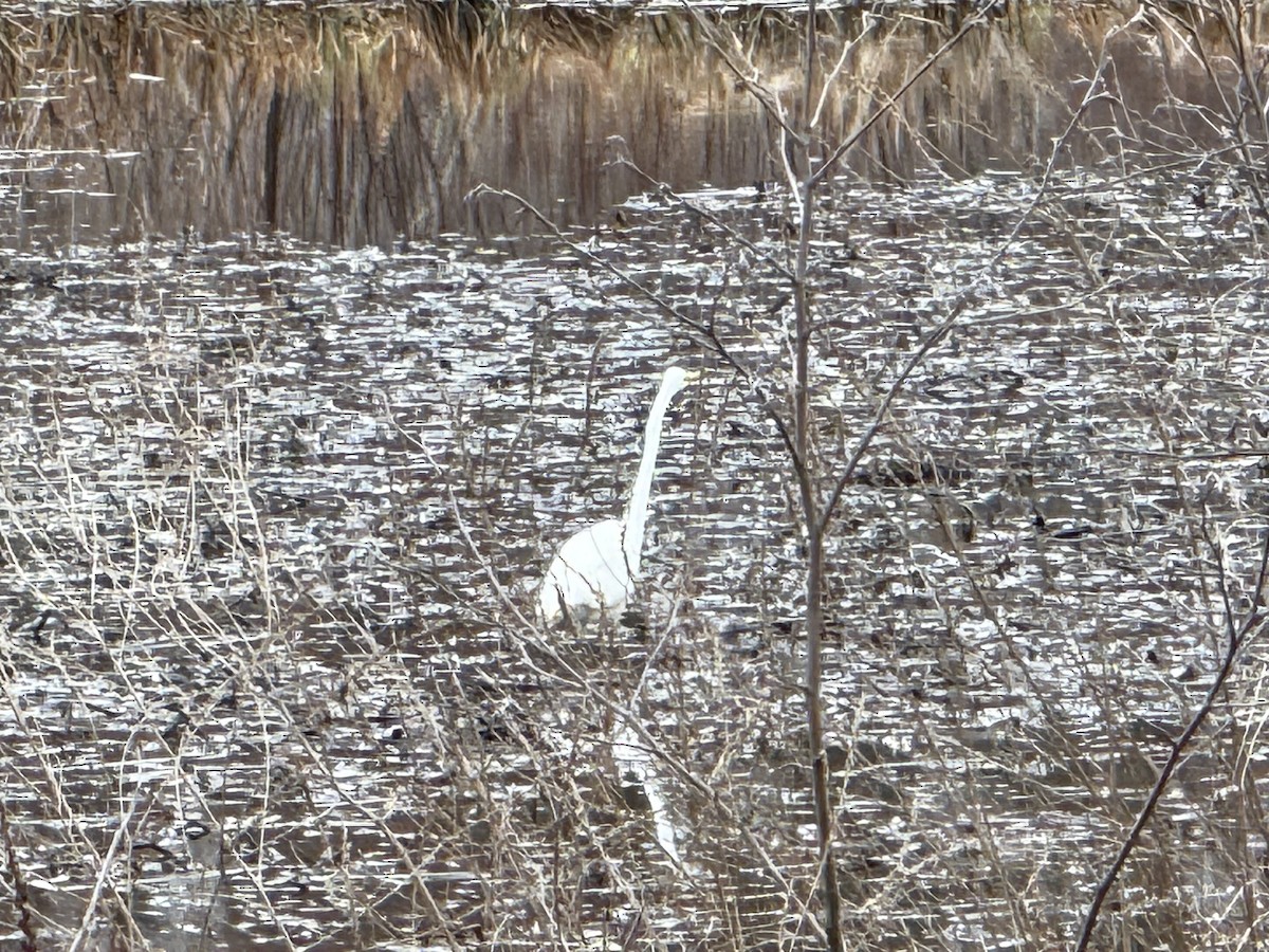 Great Egret - ML634055644