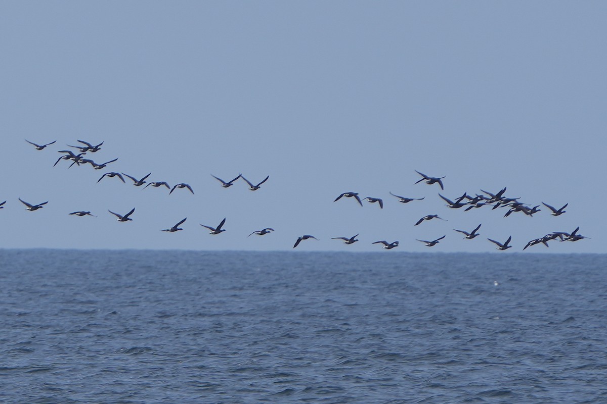 Хар толгойт галуу - ML634055734