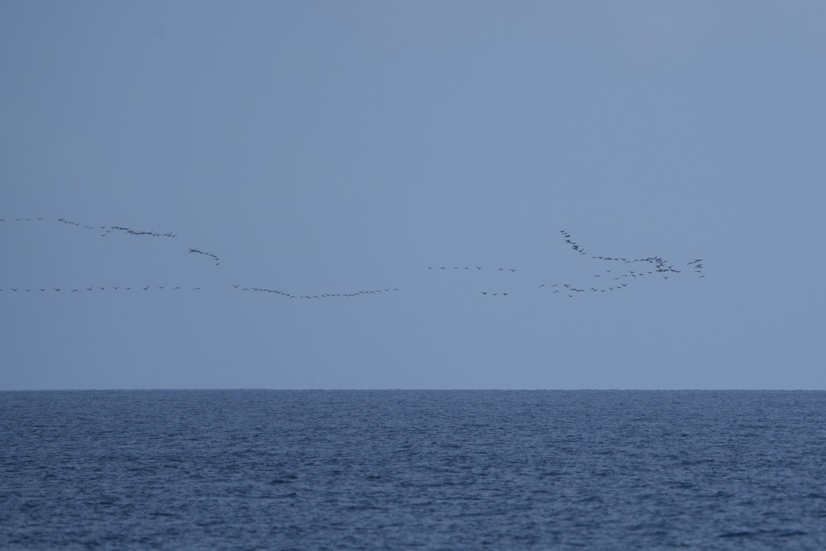 Хар толгойт галуу - ML634055739