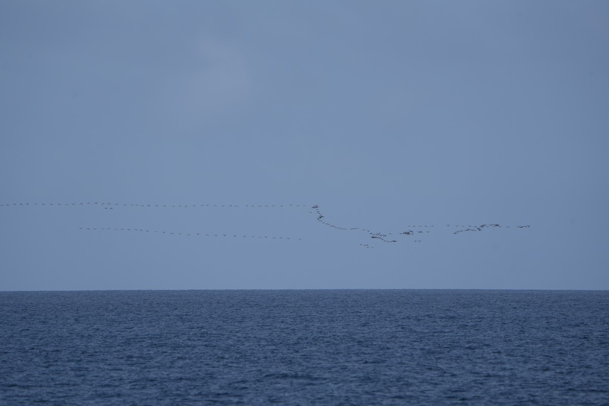 Хар толгойт галуу - ML634055740