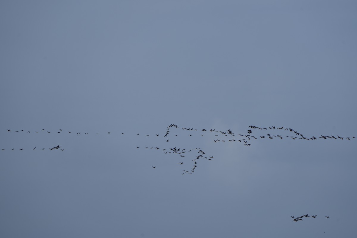 Хар толгойт галуу - ML634055741