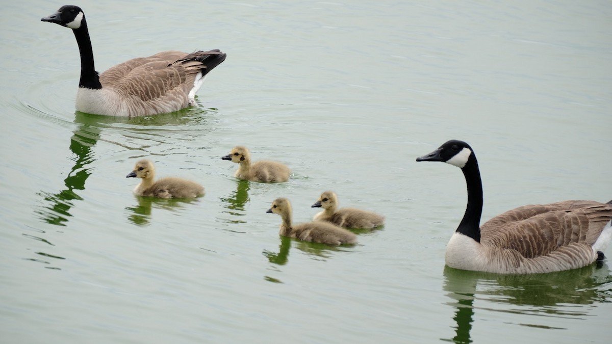 berneška velká - ML634055899