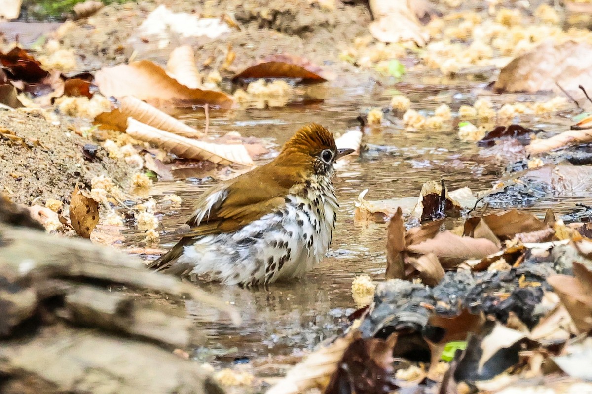 Wood Thrush - ML634055903