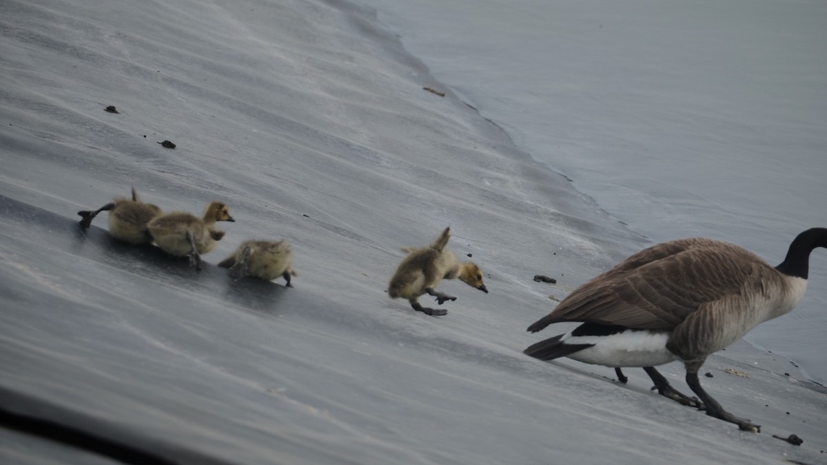 berneška velká - ML634055916