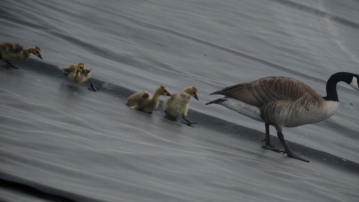 berneška velká - ML634055926