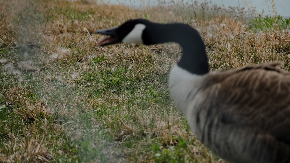 berneška velká - ML634056035