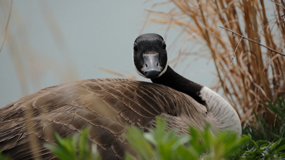 berneška velká - ML634056064