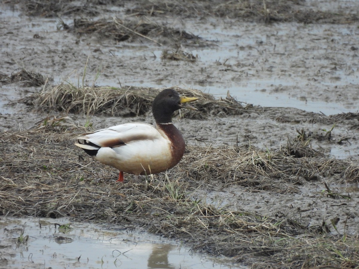 Mallard - ML634056071