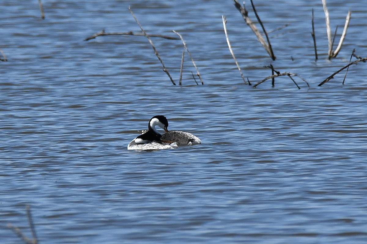 Clark's Grebe - ML634056089