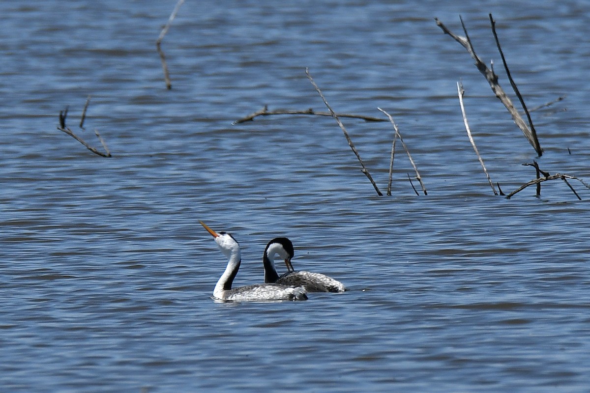 Clark's Grebe - ML634056090