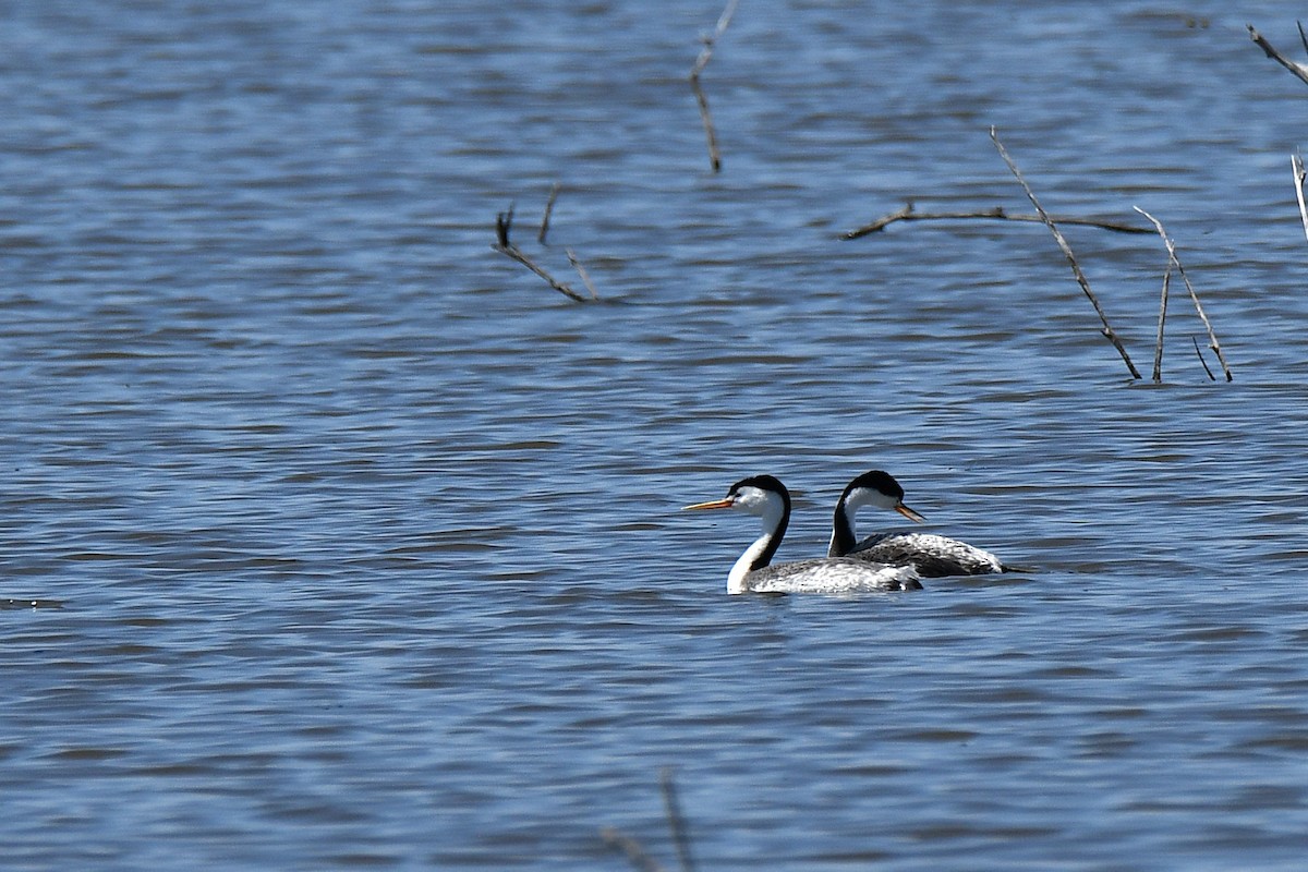 Clark's Grebe - ML634056091