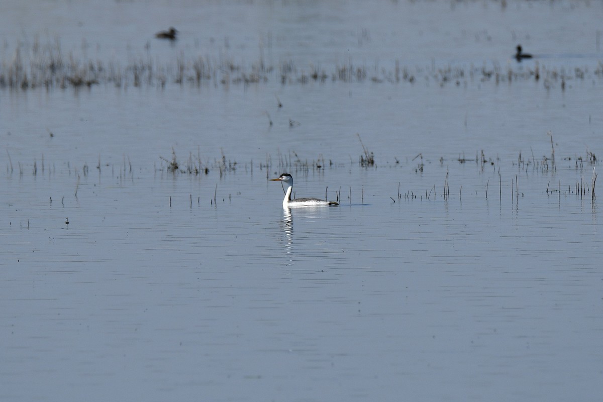 Clark's Grebe - ML634056092