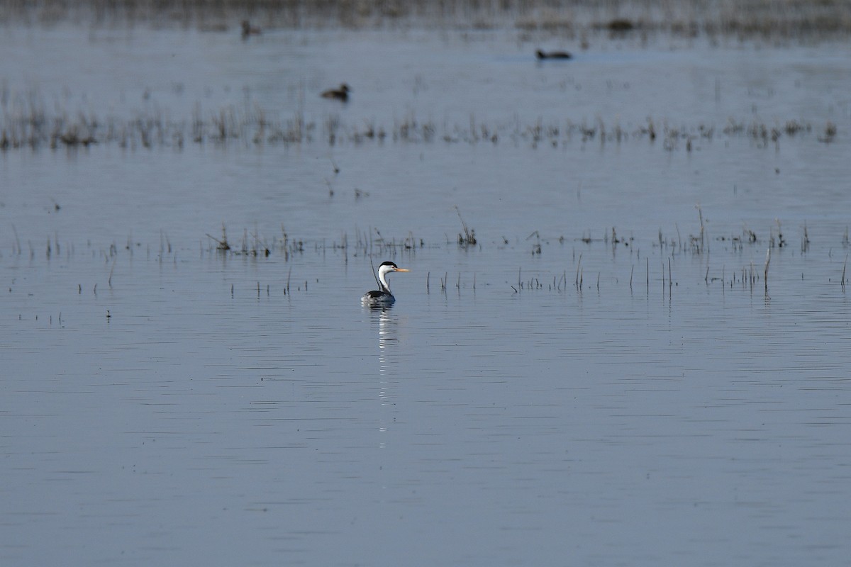 Clark's Grebe - ML634056093