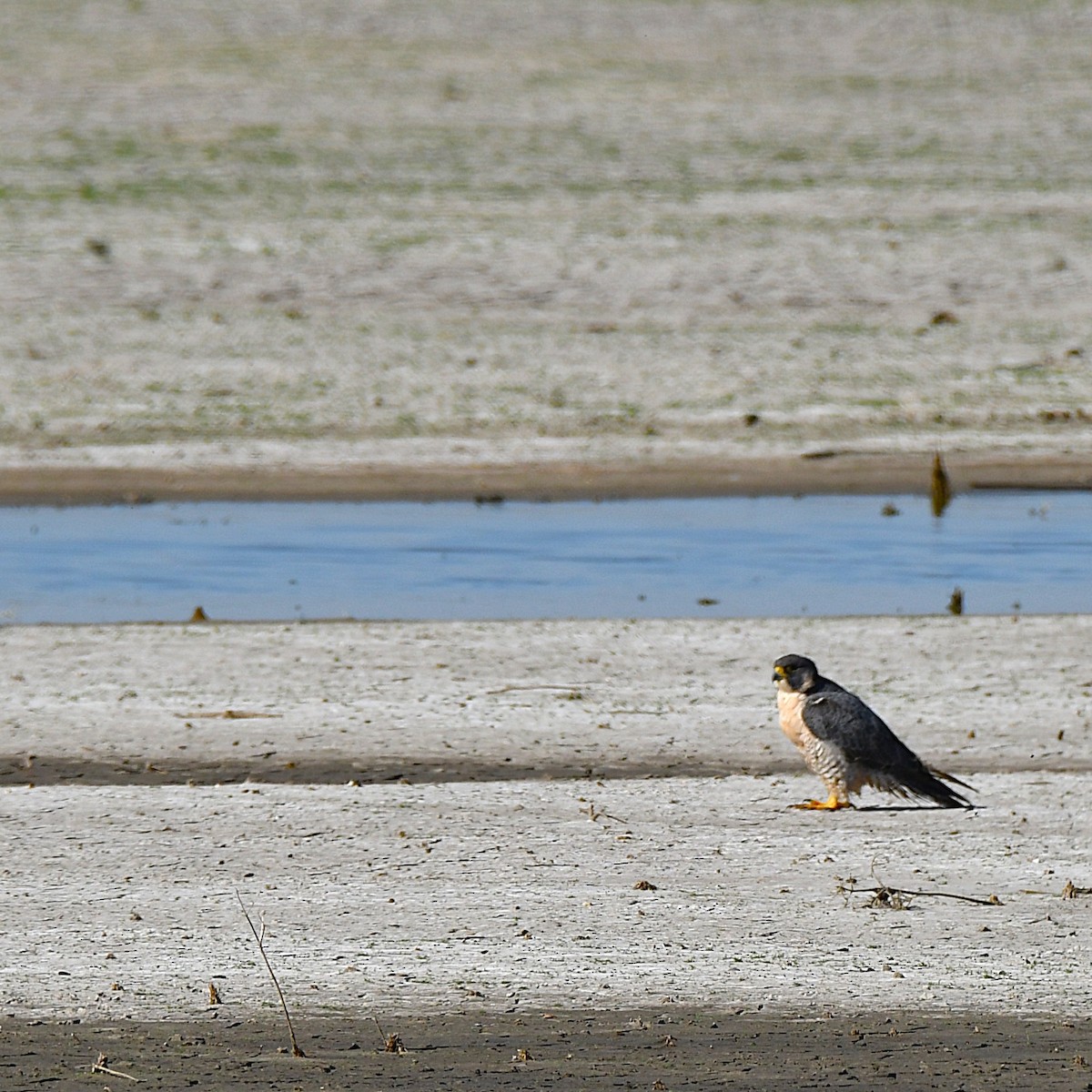 Peregrine Falcon - ML634056153