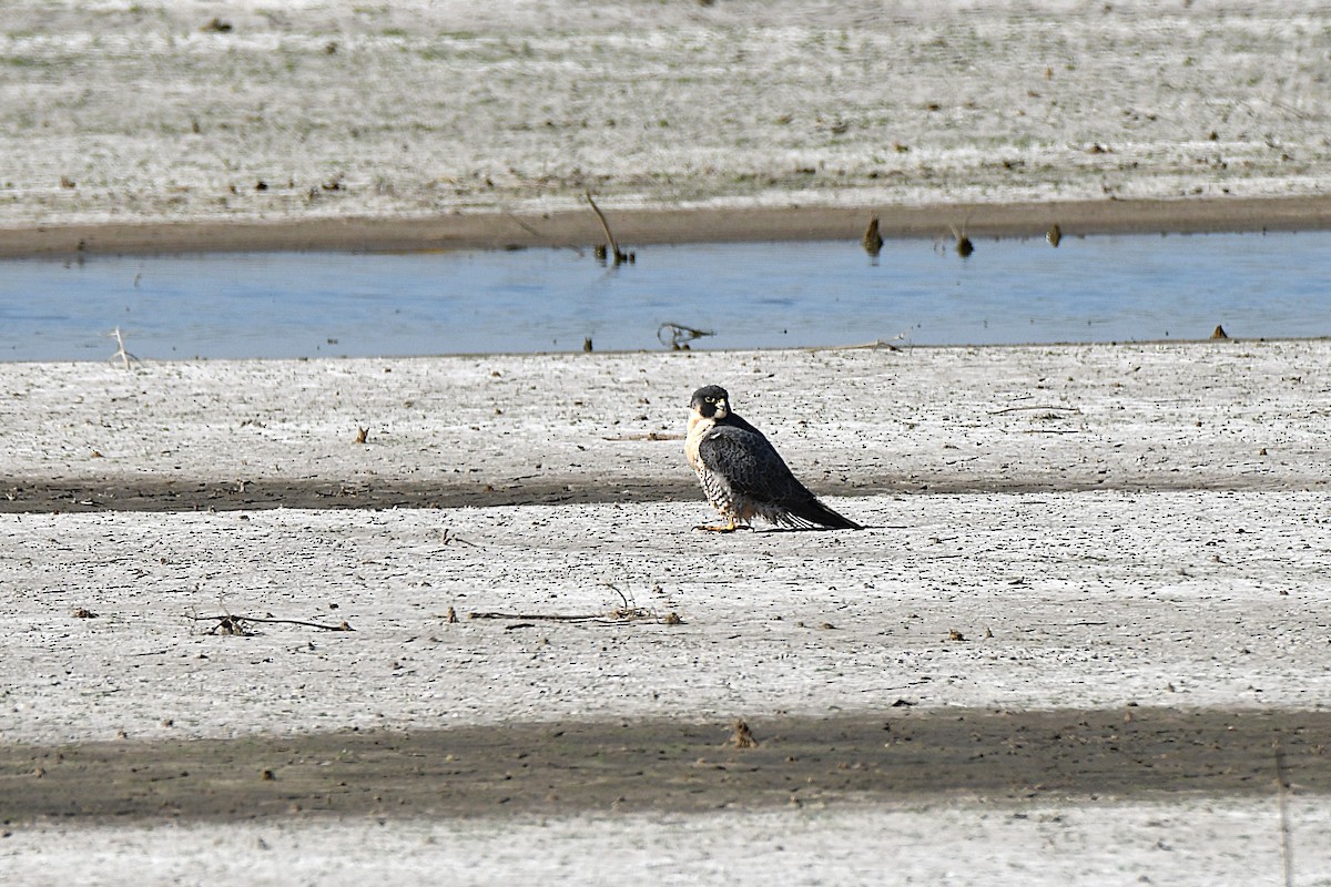 Peregrine Falcon - ML634056154