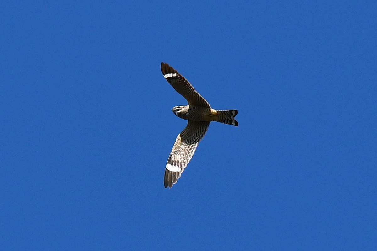 Lesser Nighthawk - ML634056230