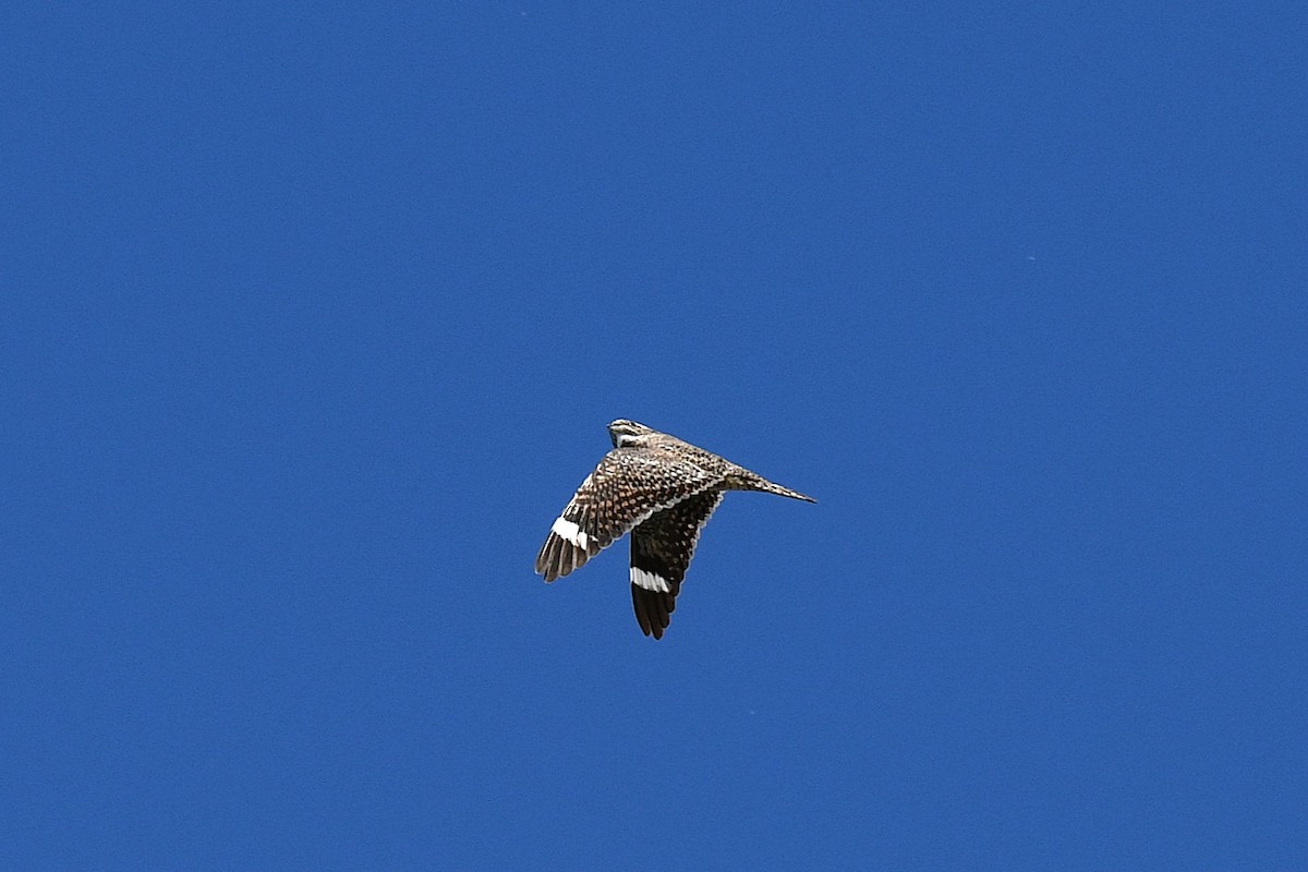 Lesser Nighthawk - ML634056231