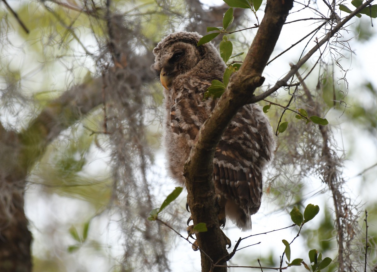 Barred Owl - ML634056235