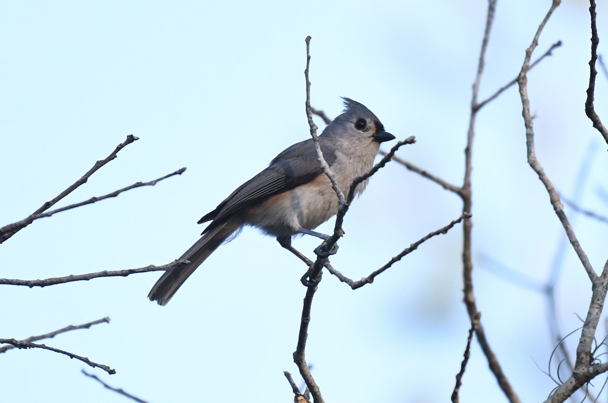Tufted Titmouse - ML634056248