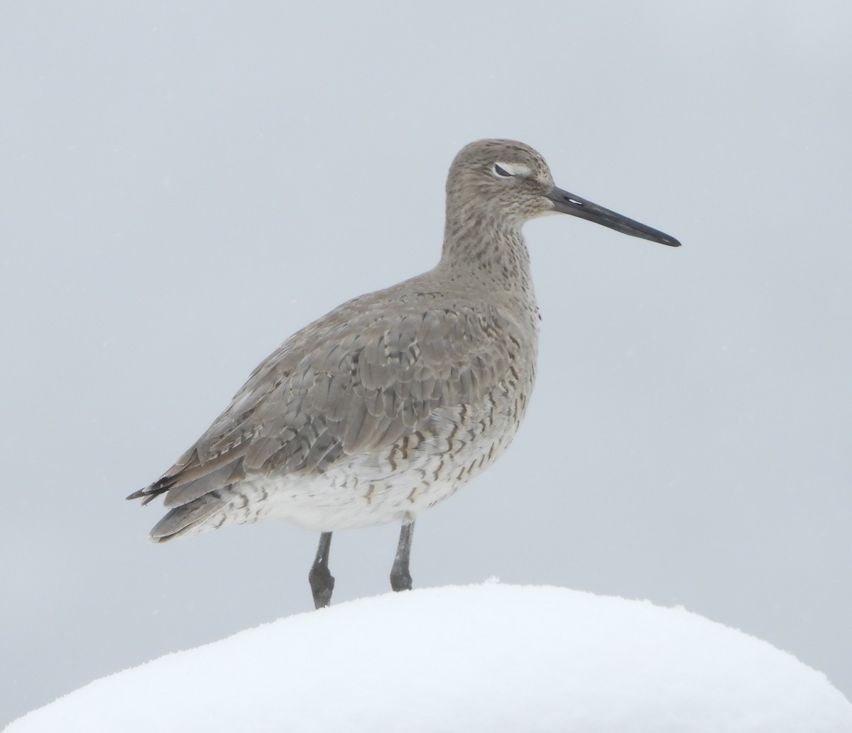 Willet - ML634056313
