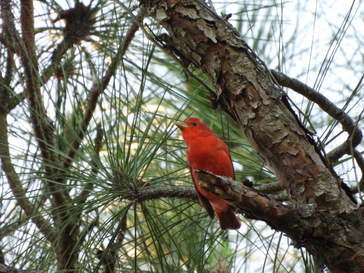 Summer Tanager - ML634056404
