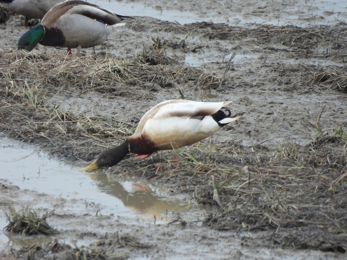 Mallard - ML634056427