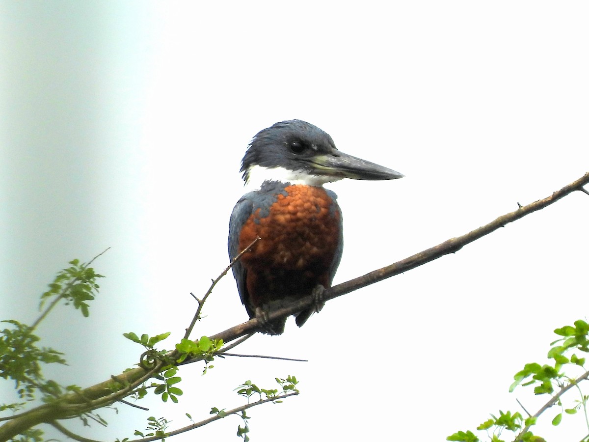 Ringed Kingfisher - ML634056435