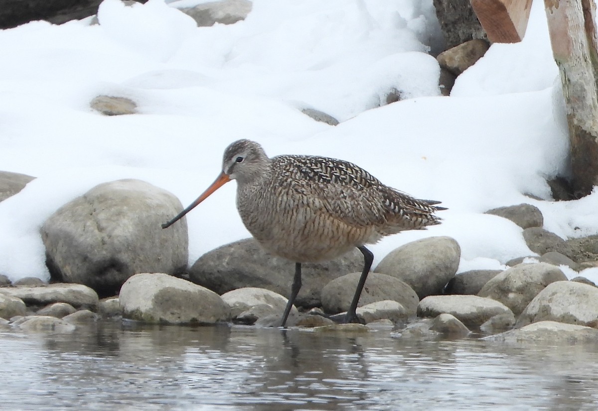 Marbled Godwit - ML634056456