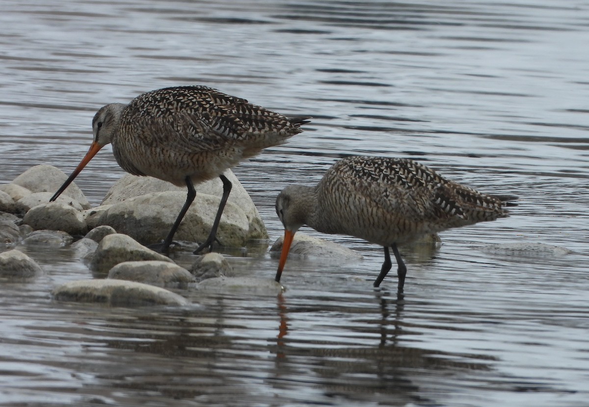 Marbled Godwit - ML634056461