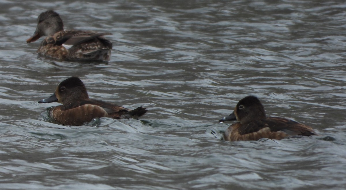 Ring-necked Duck - ML634056521