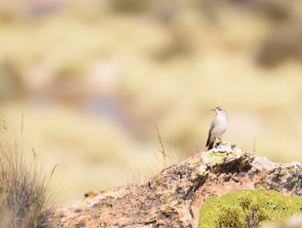 Black-fronted Ground-Tyrant - ML634056536