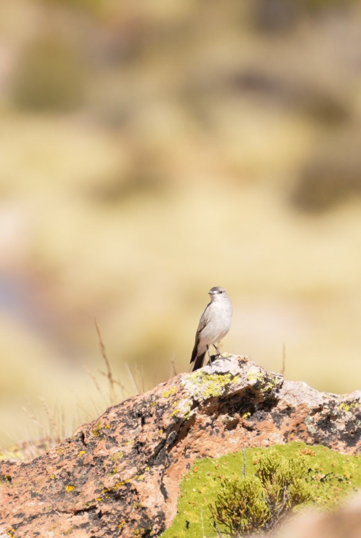 Black-fronted Ground-Tyrant - ML634056537