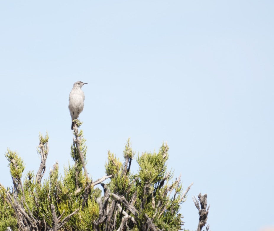 Black-fronted Ground-Tyrant - ML634056538