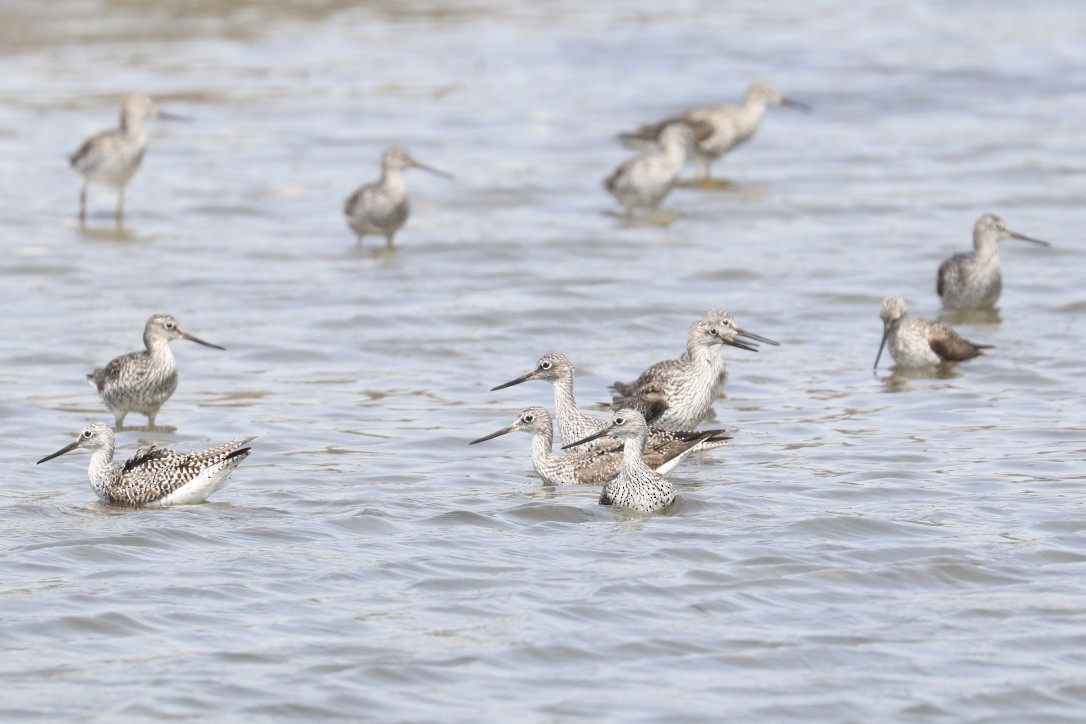 Greater Yellowlegs - ML634056577