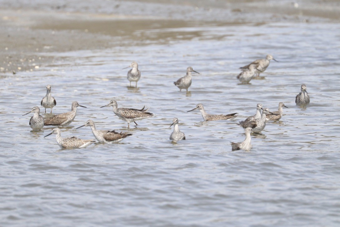 Greater Yellowlegs - ML634056587